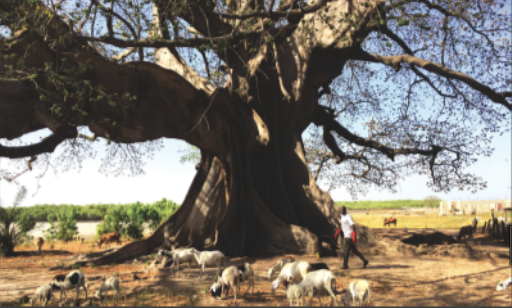 Lire la suite à propos de l’article « Guide Ethnobotanique des plantes utiles – Sénégal et Sahel